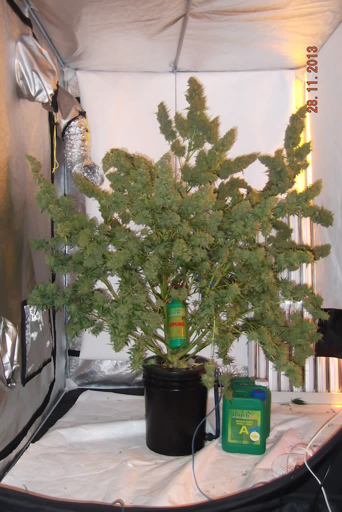 hydroponics